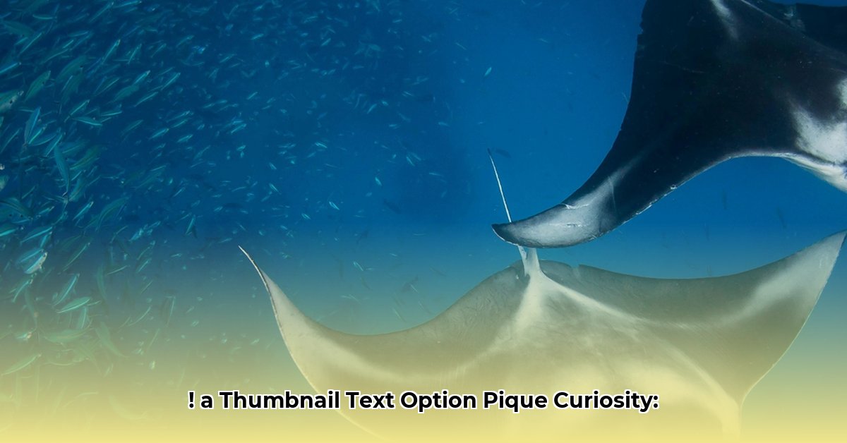 what-is-ray-j-s-net-worth